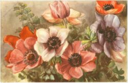 anemonen anemonen