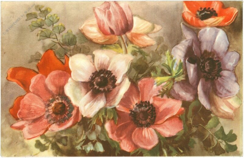 anemonen anemonen