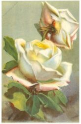 rosen