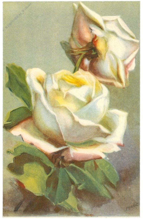 rosen