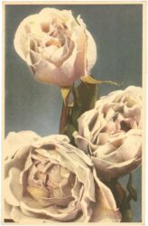 rosen