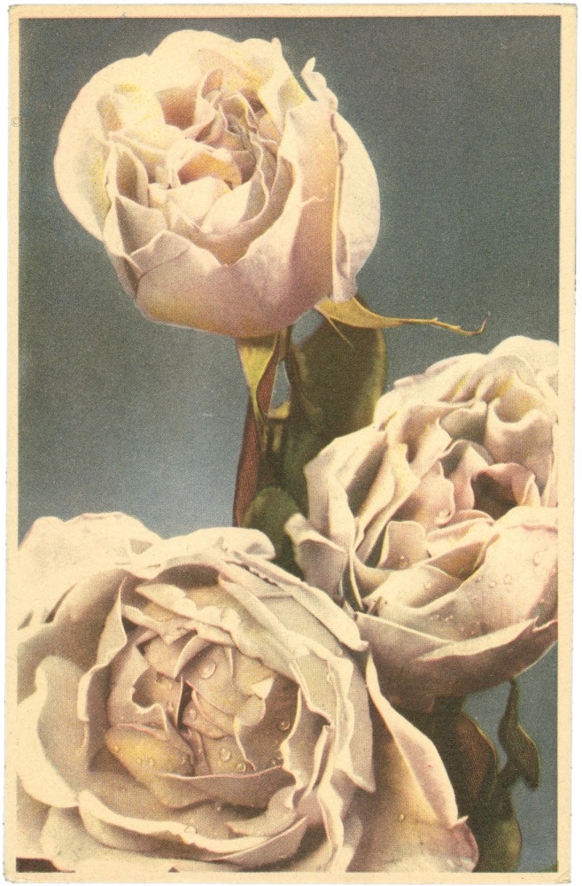rosen