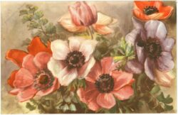anemonen anemonen