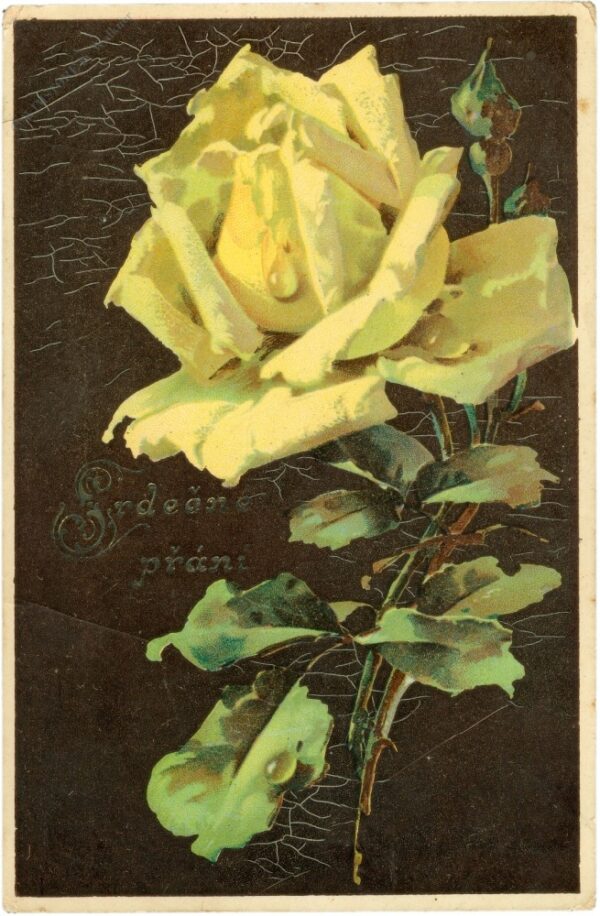 rose, gelb