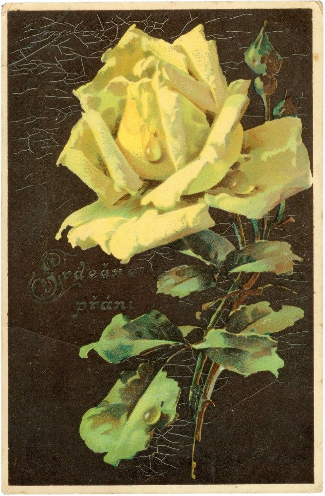 rose, gelb