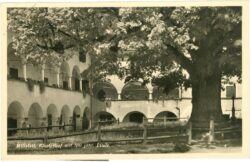 millstatt, klosterhof mit 500 jähr. linde