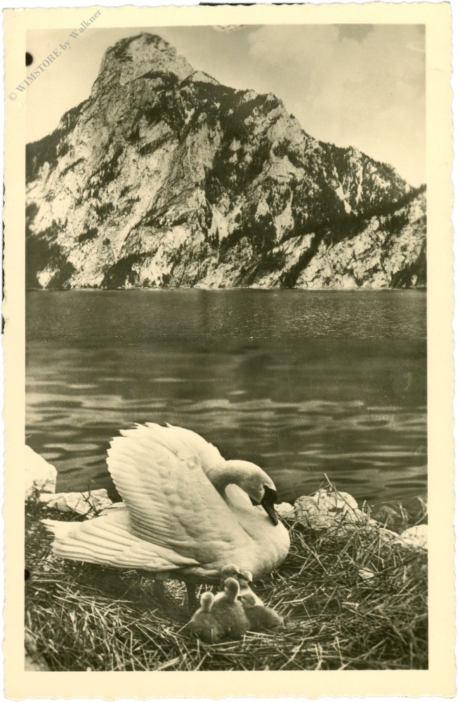 traunsee, schwan am see