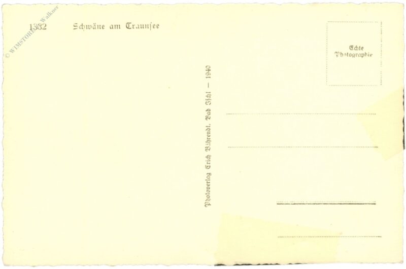 traunsee, schwan am see