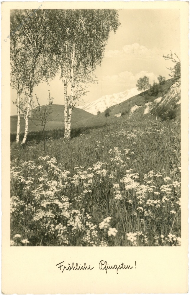 pfingsten, blühende wiese mit birken