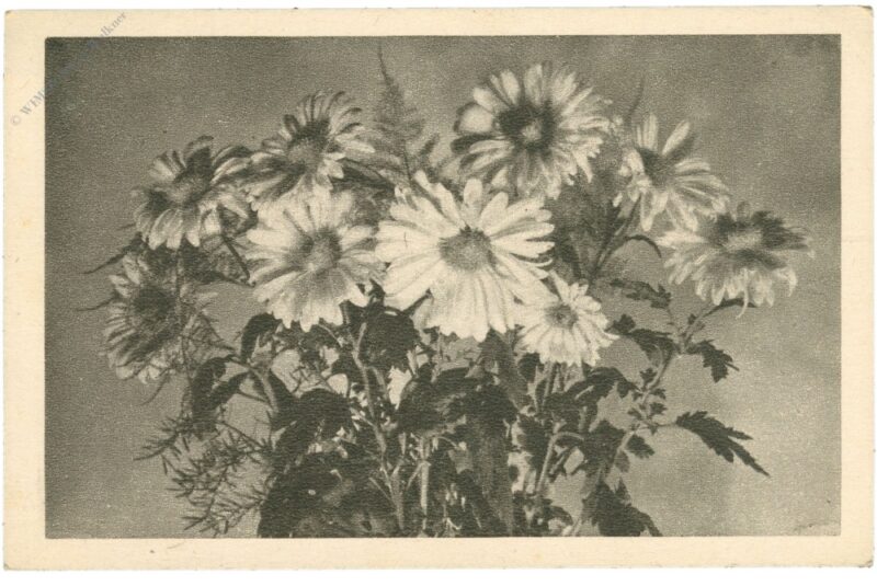 margeriten