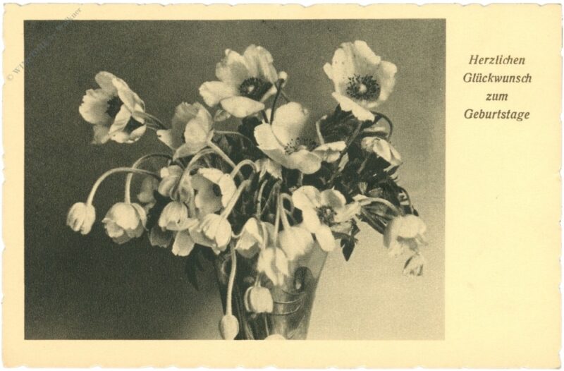 geburtstag, anemonen geburtstag, anemonen