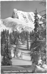 tauplitzalm, sturzhahn