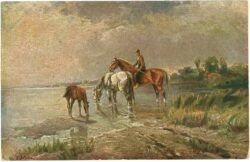 pferde bei der tränke