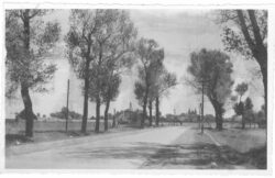 straße mit alleebäumen