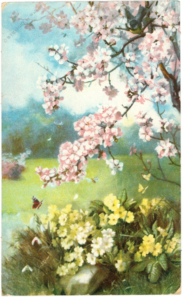 primeln im frühling