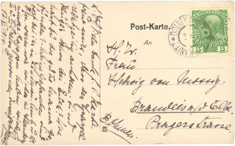 primeln im frühling