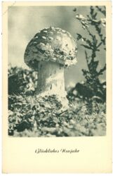 neujahr, fliegenpilz neujahr, fliegenpilz