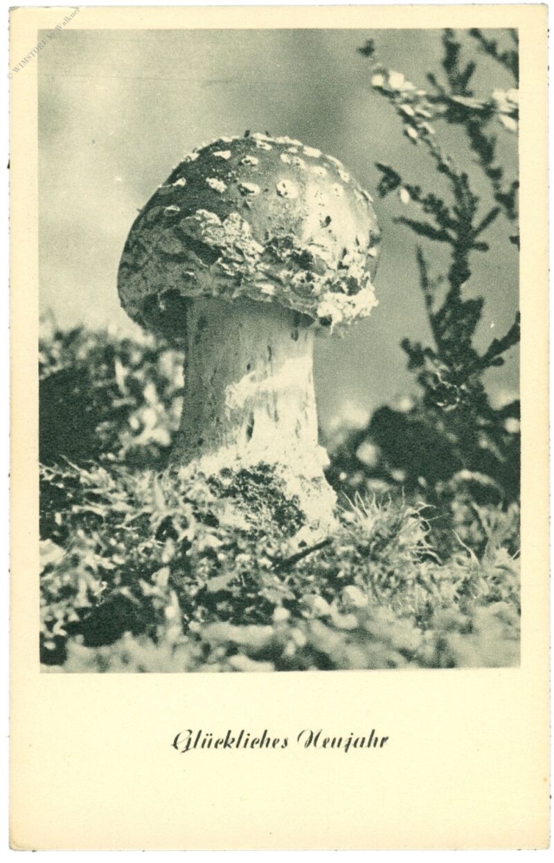 neujahr, fliegenpilz neujahr, fliegenpilz