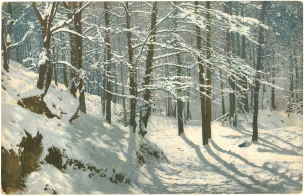 verschneiter wald