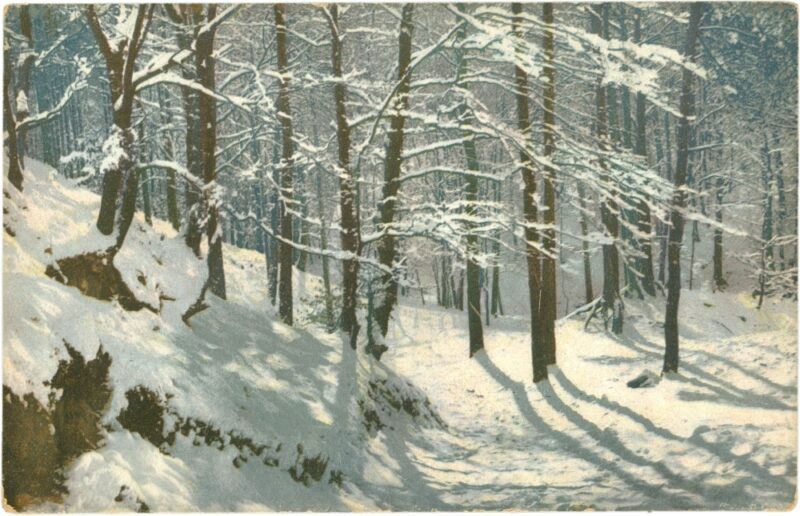 verschneiter wald verschneiter wald