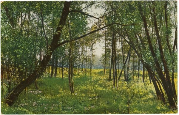 waldlichtung waldlichtung