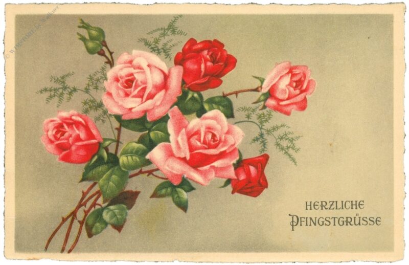 pfingsten, rosen pfingsten, rosen