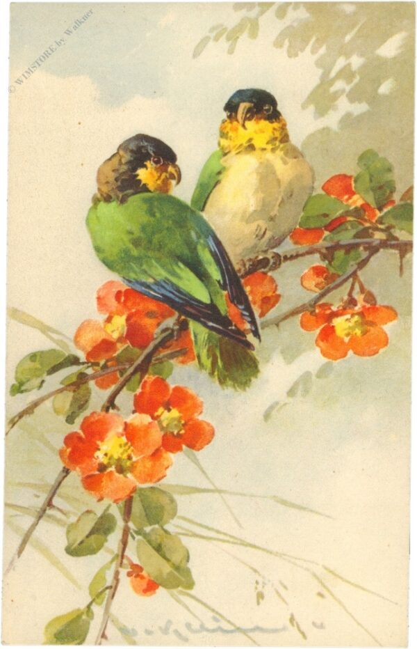 zwei papageien zwei papageien