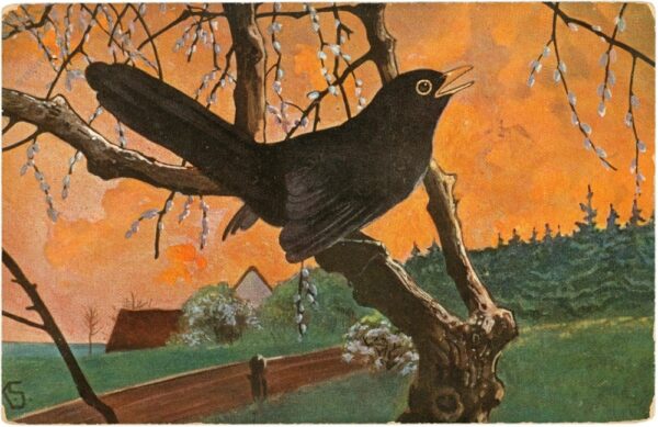 amsel amsel