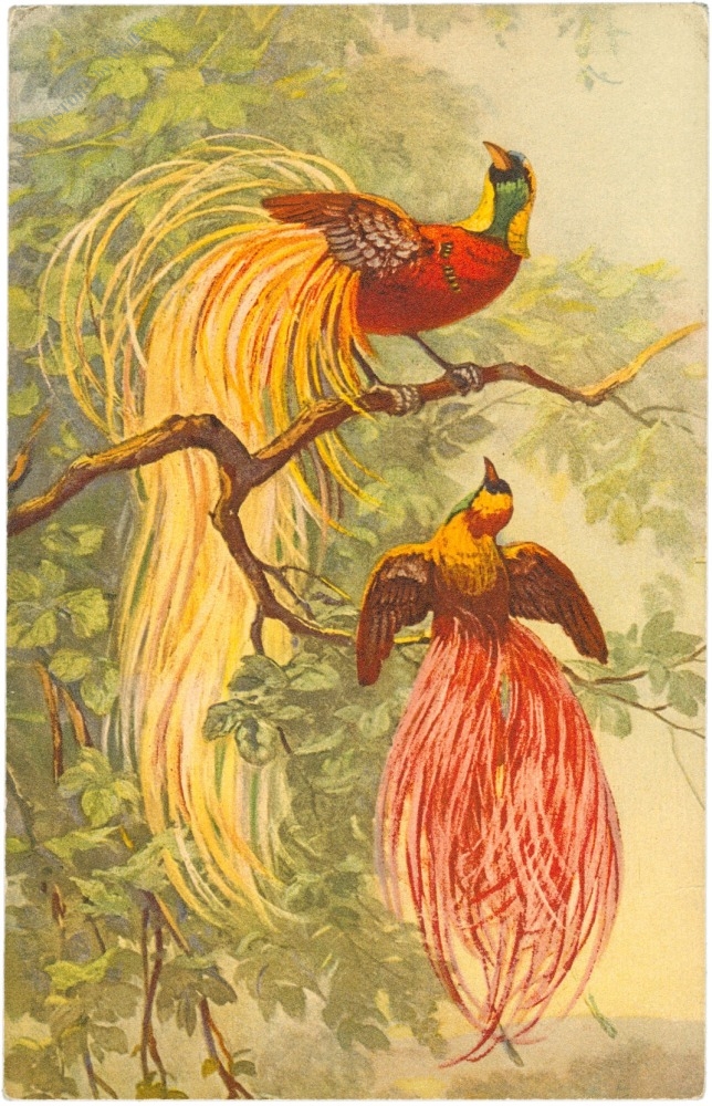 paradiesvögel paradiesvögel