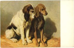 hunde hunde
