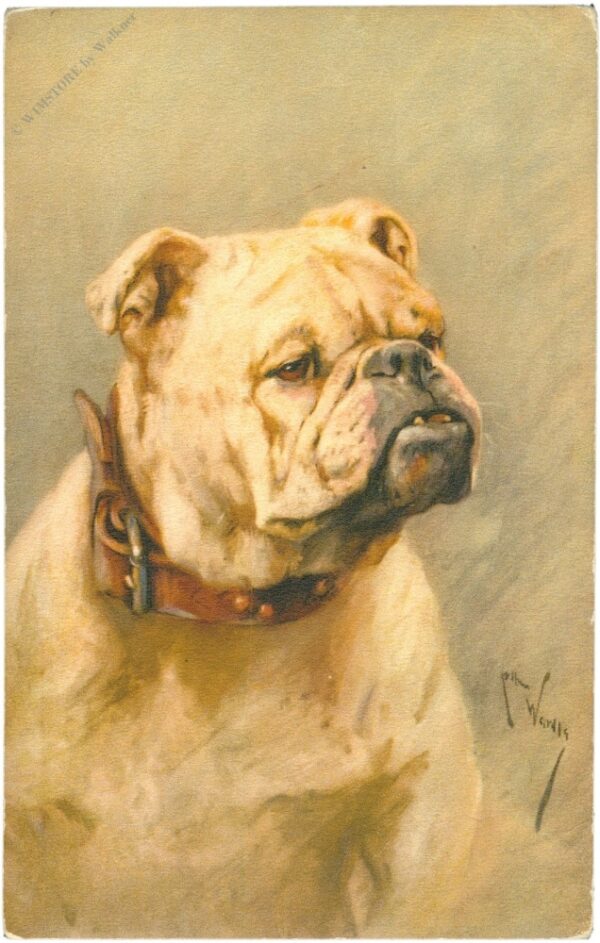 englische bulldogge englische bulldogge