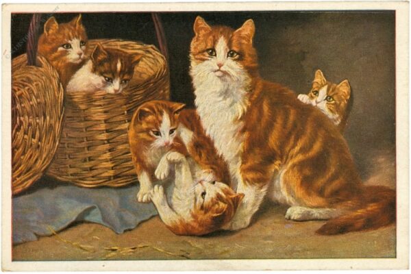 katze mit jungen katze mit jungen