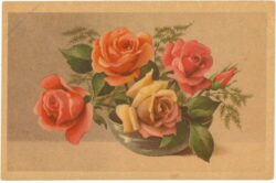 rosen in schale