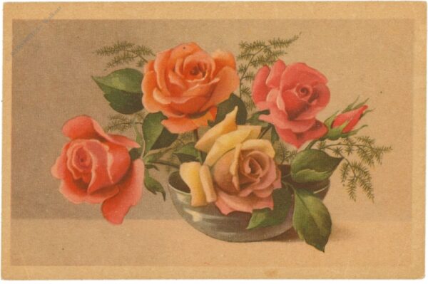 rosen in schale