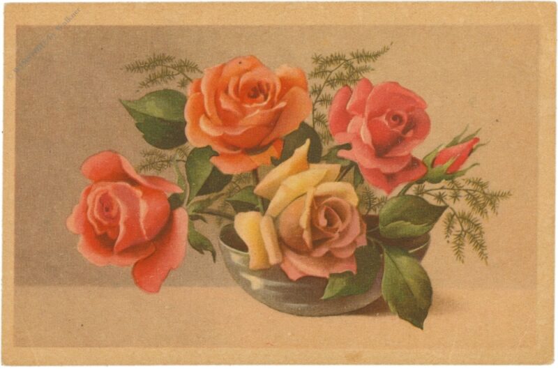 rosen in schale rosen in schale