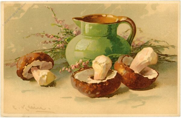 pilze mit krug