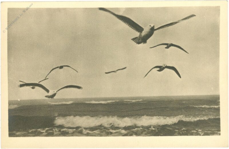 möven und brandung möven und brandung