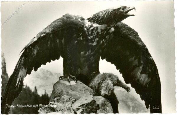 tiroler steinadler mit murmeltier