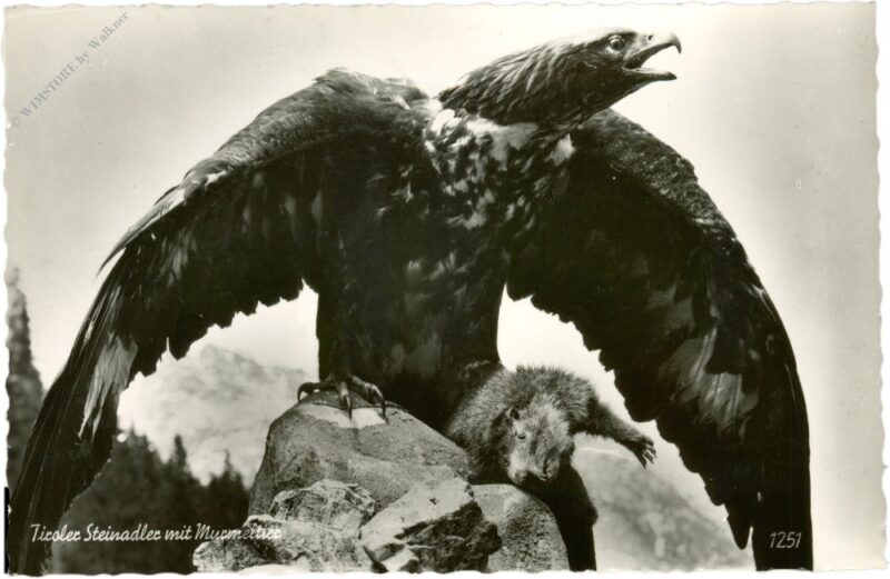 tiroler steinadler mit murmeltier