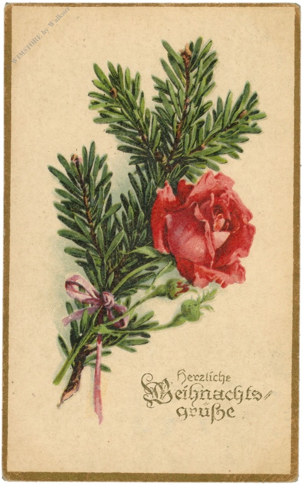 weihnachten, zweig mit rose weihnachten, zweig mit rose