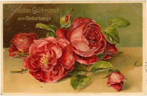 geburtstag, rosen