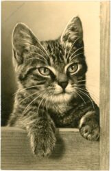 katze