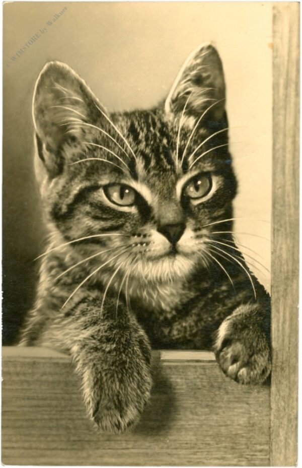 katze
