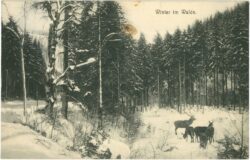 rehe winter im walde