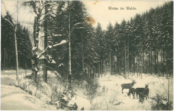 rehe winter im walde