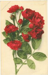rote rosen rote rosen