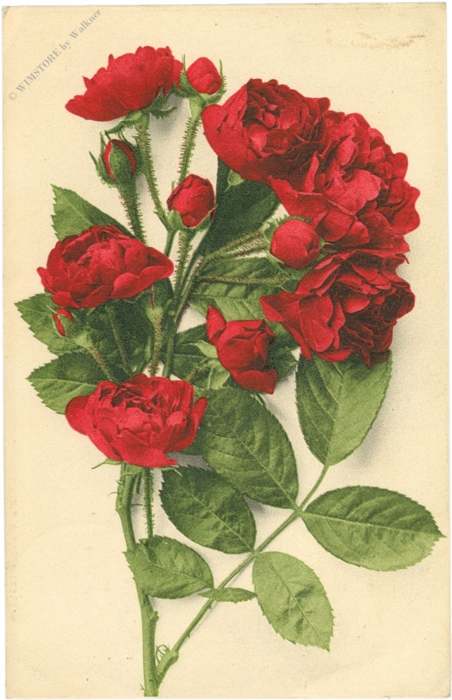 rote rosen rote rosen