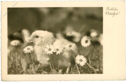 ostern, kücken zwischen gänseblümchen