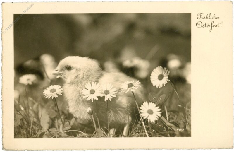ostern, kücken zwischen gänseblümchen ostern, kücken zwischen gänseblümchen