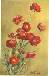 rote blumen rote blumen